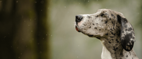 Spotted Great Dane looking left