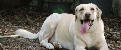 Obese yellow Labrador Retriever smiling with his tongue out 
