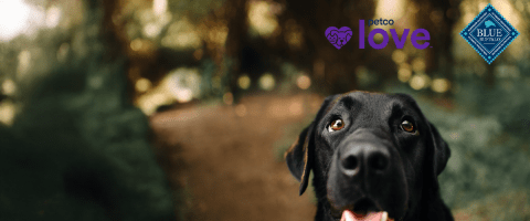 Close-up of a black Labrador dog on a forest path with Petco Love and Blue Buffalo logos in the background