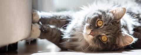 long-haired gray cat