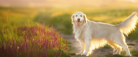 golden retriever on a sunset-lit path