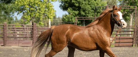Brown mare trotting in a pen
