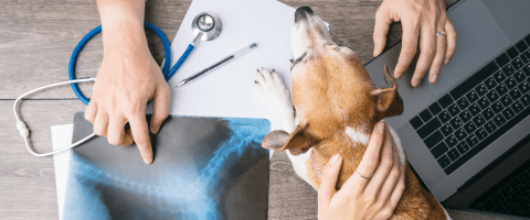 Veterinarian reviewing a dog's X-ray with a laptop and stethoscope, illustrating the use of artificial intelligence in veterinary diagnostics and pet cancer care.