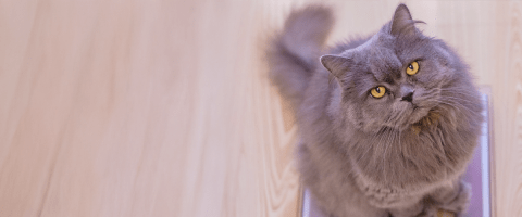 longhaired gray cat looking up at camera