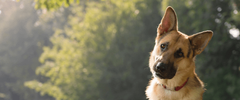 German shepherd in a forest