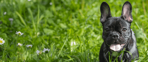 French bulldog in grass