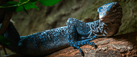Blue tree monitor (Varanus macraei) resting on a tree branch in its natural habitat.