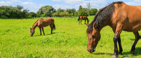brown horses grazing in field