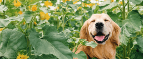 golden retriever in flower field smiling with eyes closed