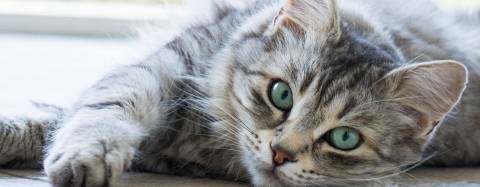 Gray tabby cat with bright green eyes lying on its side, gazing calmly at the camera in soft natural light.