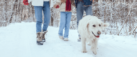 A white dog walks ahead of three people holding hands on a snowy forest trail, their winter boots and jeans visible as they enjoy a cold-weather walk together.