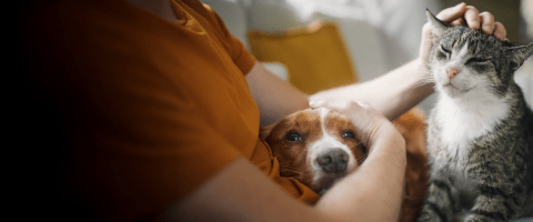 Person gently holding a dog while petting a cat, showing care and comfort for companion animals.