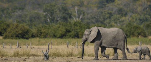 An adult African elephant and calf walking together in a wild landscape — illustrating the elephant health and conservation work supported by Morris Animal Foundation.