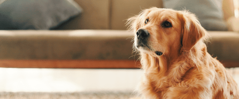 A golden retriever sits attentively on a living room floor, looking upward in soft natural light.