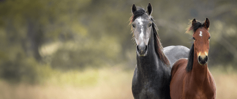 Two horses standing together in a field, a gray horse and a bay horse, with a soft natural background.