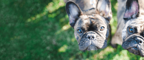 two brindle french bulldogs looking up at camera and standing in grass