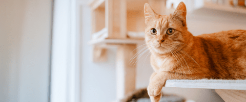 An orange tabby cat rests on a cat shelf and looks directly at the camera