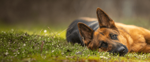 A German shepherd lies in the grass, a breed at high risk for hemangiosarcoma in dogs