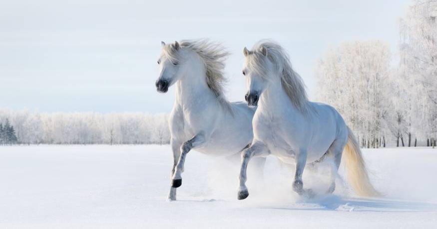 Horses_white in the snow