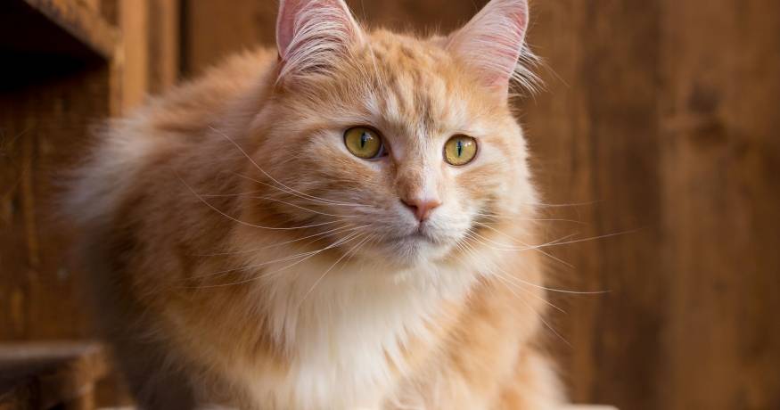 Cat_Maine Coon