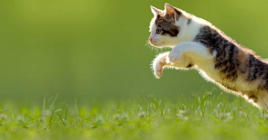 Cat_jumping in grass