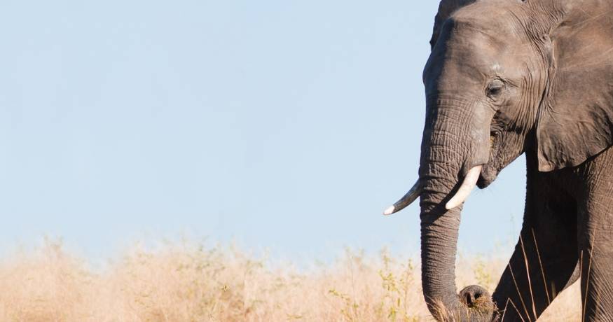 Wildlife_elephant AnimalNEWS