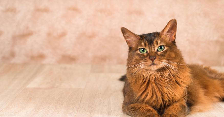 Cat_brown long hair