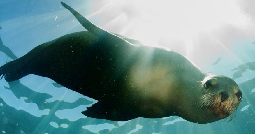 sea lion