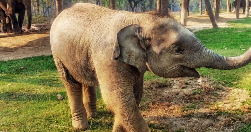 Asian Elephant