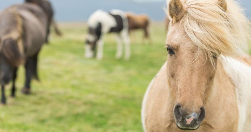 Horse