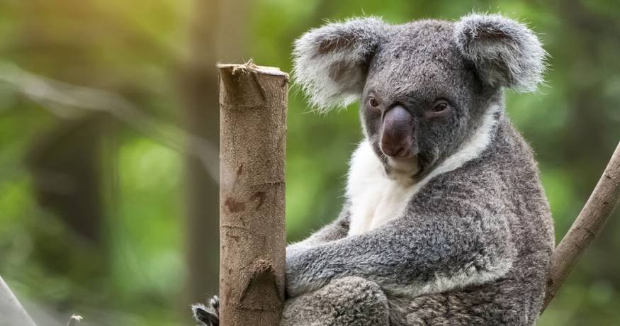 Koala