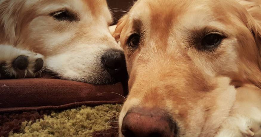 Faye Goldens