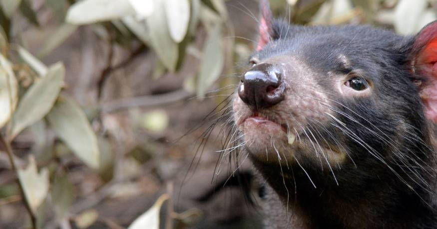 Tasmanian Devil
