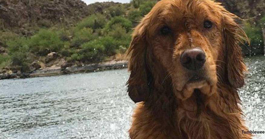 Golden retriever