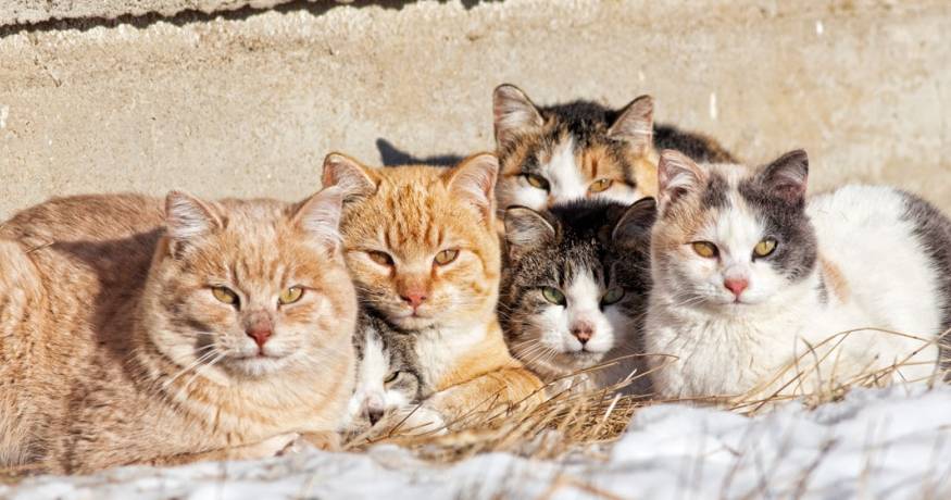 Feral Cats