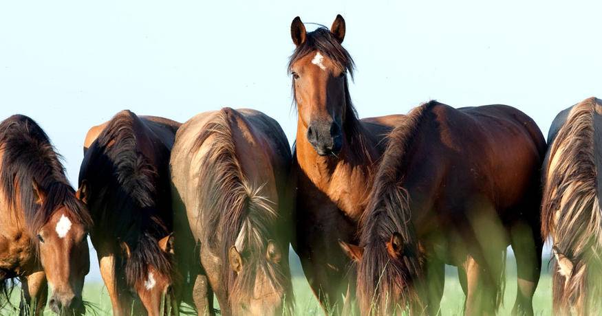 Horse Health Studies