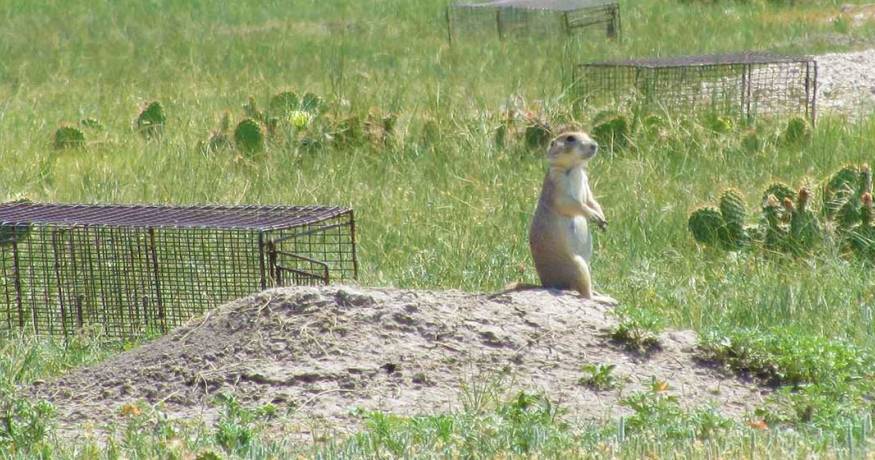 Prairie Dog
