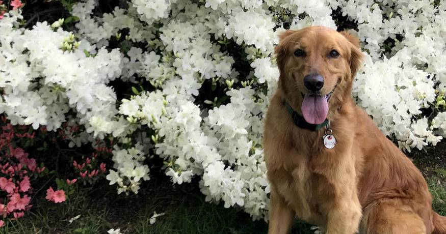 Golden Retriever