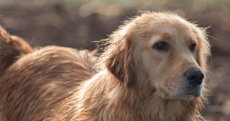 Golden Retriever