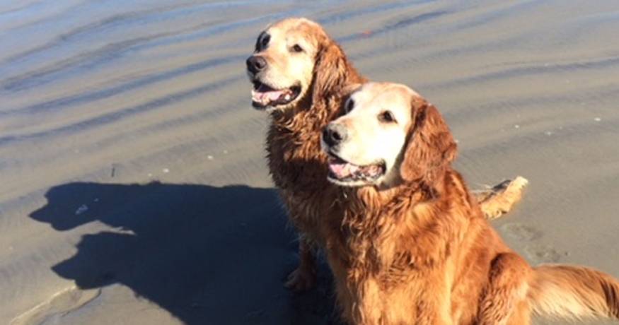 Golden Retrievers