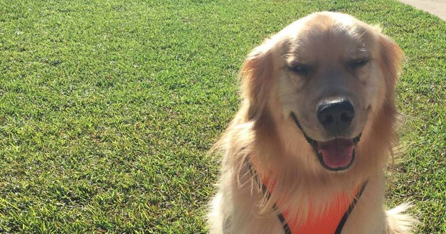 Golden Retriever