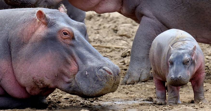 Hippos