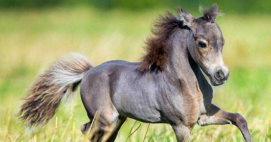 Foal