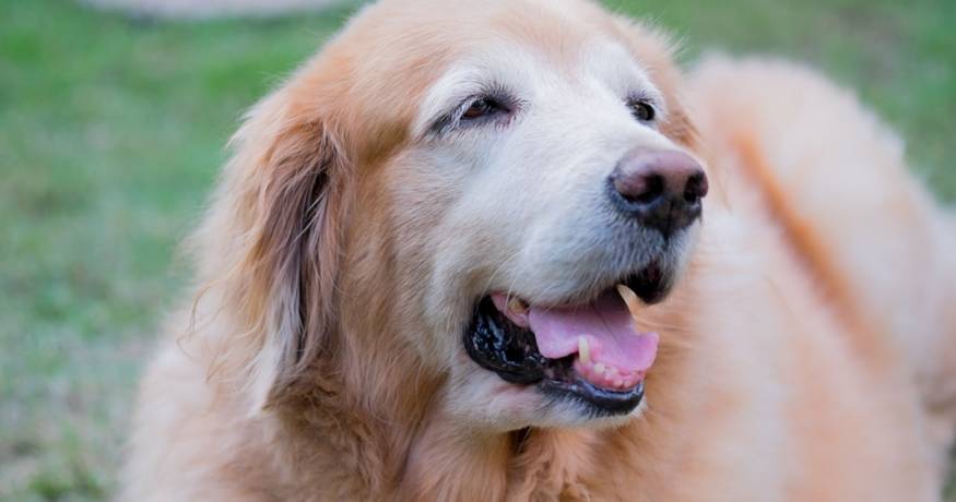 Golden Retriever