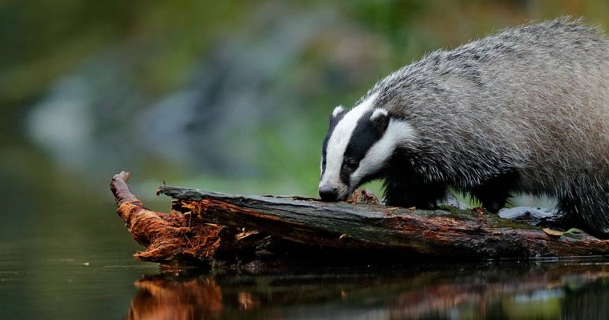 Badger