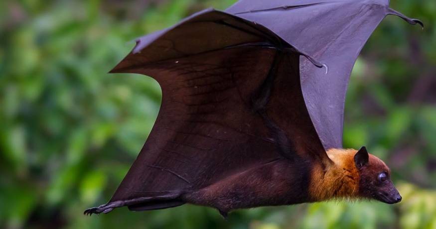 Bat