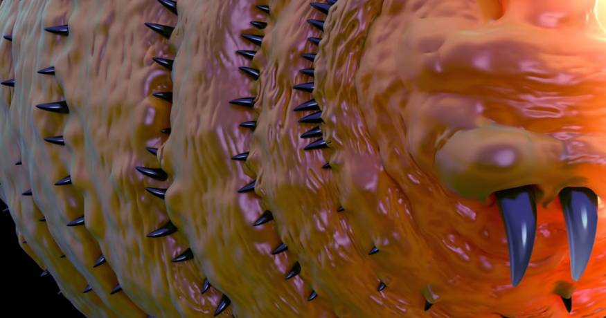 botfly larvae