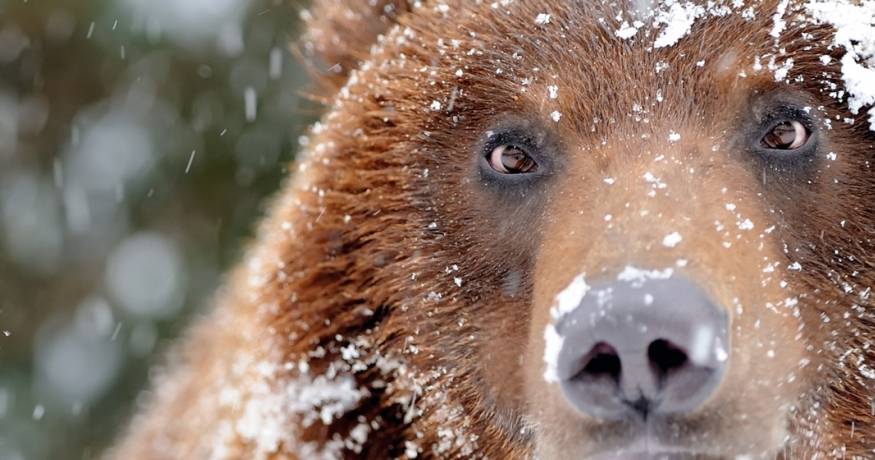 Bear