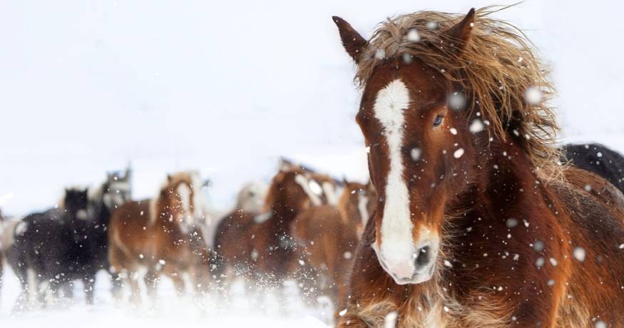 Horses