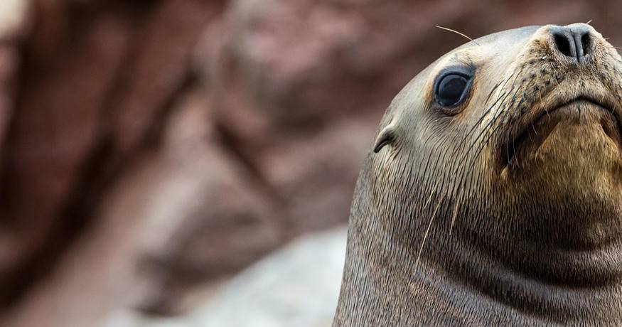 Seal